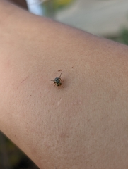 Rhagoletis indifferens