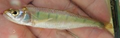 Opsaridium peringueyi