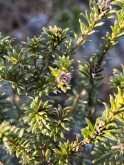 Phyllota squarrosa