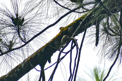 Orthotomus sepium