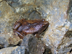 Microhyla nilphamariensis