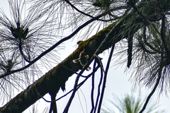 Orthotomus sepium
