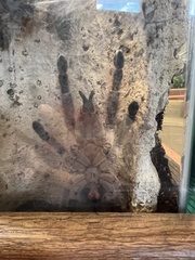 Heteroscodra maculata