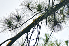 Orthotomus sepium