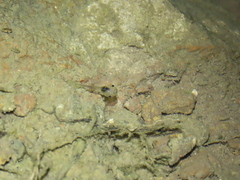 Microhyla nilphamariensis