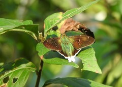 Thorybes virescens