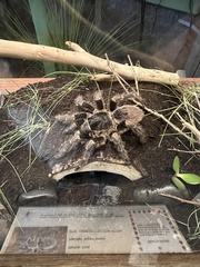 Grammostola pulchripes