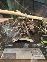 Grammostola pulchripes