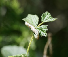 Pyrrhia exprimens