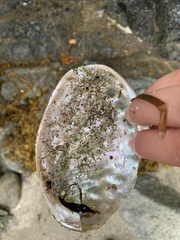 Haliotis kamtschatkana