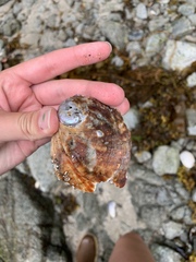 Haliotis kamtschatkana