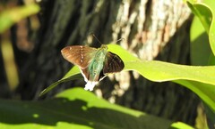 Thorybes virescens