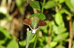 Thorybes virescens
