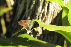 Thorybes virescens