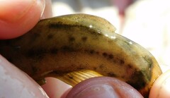 Amphilius uranoscopus