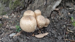 Agaricus bohusii