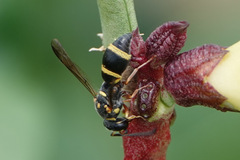 Parancistrocerus fulvipes
