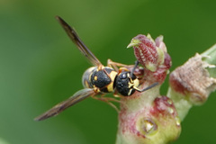 Parancistrocerus fulvipes