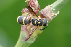 Parancistrocerus fulvipes