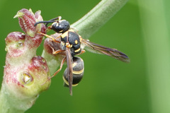 Parancistrocerus fulvipes