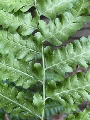 Microlepia krameri