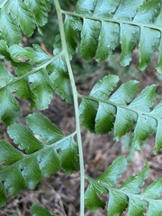 Microlepia krameri