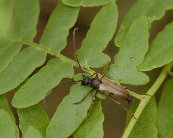Lepturopsis