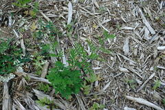 Astragalus glycyphylloides