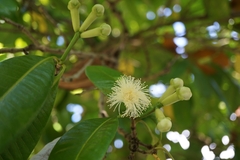 Syzygium aromaticum