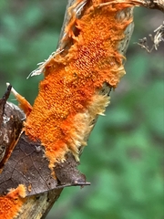 Hydnophlebia