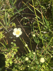 Parnassia cirrata intermedia