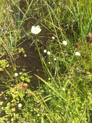 Parnassia cirrata intermedia