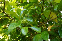 Syzygium aromaticum