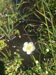 Parnassia cirrata intermedia