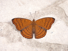 Pseudergolis wedah