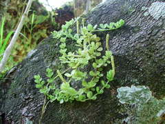 Peperomia berlandieri