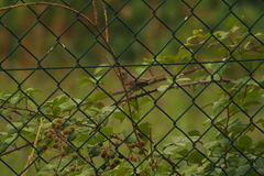 Curruca communis