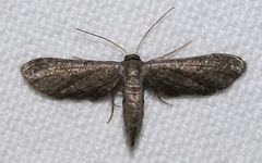 Protoproutia laredoata