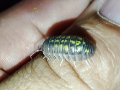 Armadillidium granulatum