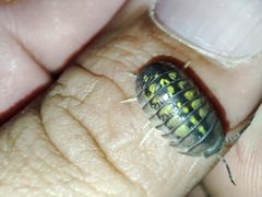 Armadillidium granulatum