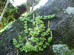 Peperomia berlandieri