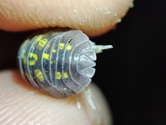 Armadillidium granulatum