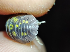Armadillidium granulatum