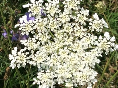 Daucus carota