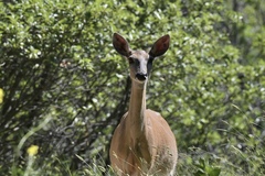 Odocoileus virginianus