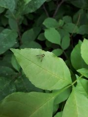 Condylostylus comatus