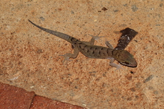 Nactus cheverti