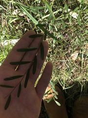Synostemon hirtellus