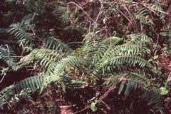 Amauropelta cheilanthoides