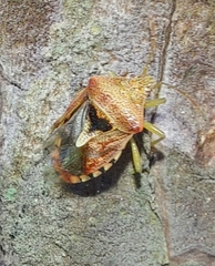 Elasmucha ferrugata